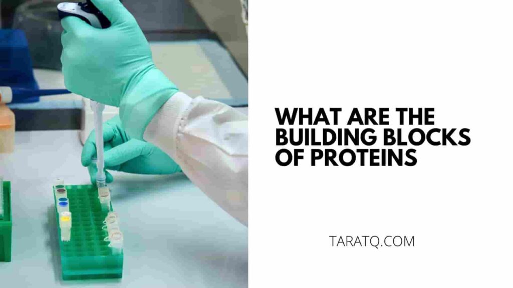 What are the Building Blocks of Proteins TaraTQ