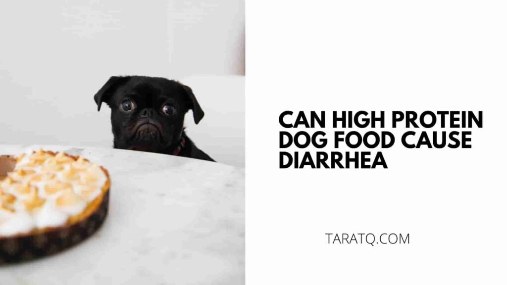 can-high-protein-dog-food-cause-diarrhea-taratq